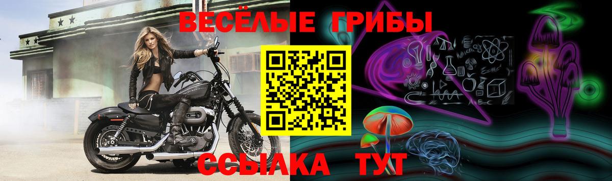 купить   Галлюциногенные грибы ЛСД  Тулун  Галлюциногенные грибы мухоморы 
